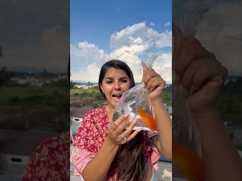 O SAQUINHO DO MEU PEIXE FUROU 😰