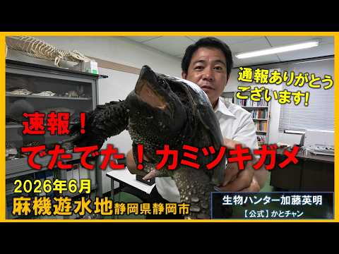速報！カミツキガメ出現！見つけたら通報よろしくお願いします！麻機遊水地の外来種に要注意 ≫生物ハンター加藤英明【公式】かとチャン