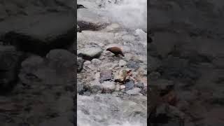 Mountain rivers. Eternal Love - Water and Stone. #Shorts
