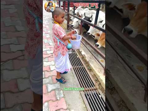 भागवत जी गौ सेवा करते हुए ♥️ VishnuPriya Avi Ji l #bhajan #vishnupriyaaviji #viralvideo #shortsvideo