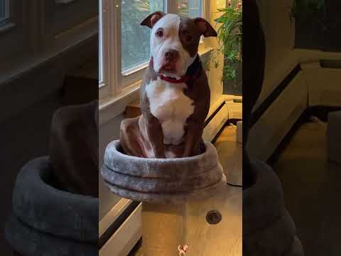 Phillies land All-Star closer Jhoan Duran ahead of MLB trade deadline ๐๐ฅ #jhoanduran