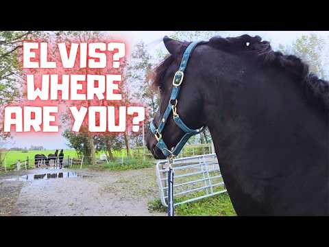 The Day After Elvis Left… How Is Saly Really Doing?💔The end for the fillies | Friesian Horses