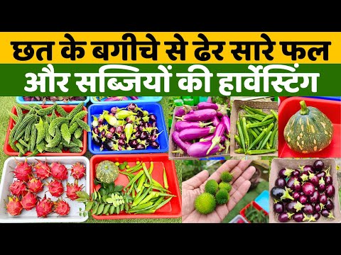 छत के बगीचे से ढेर सारे फल और सब्जियों की हार्वेस्टिंग | Harvesting Fruits And Vegetables in Garden