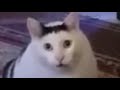 Understanding the Concept of 'Huh?'