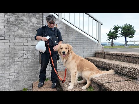 北海道4000㌔の旅１０日目。普通に階段に座ってしまう犬と・・。【Golden Retriever japan】
