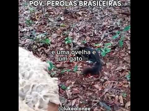 PÉROLAS BRASILEIRAS 🇧🇷#rir #comedia#funny #fyp #viral #brasil