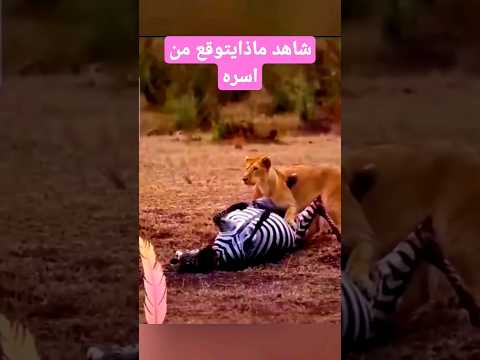 شاهد عن ماذا يبحث الاسد  #shorts