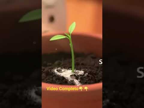 Aplica ESTO a tus PLANTAS/Abono Casero 🥰