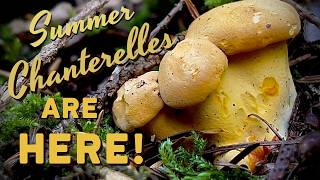 Summer Chanterelles are HERE! Foraging Wild Mushrooms & Plants in June in the PNW