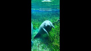 Pictured is a baby manatee enjoying a snack while staying close to his mother.