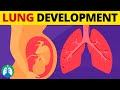 Human Lung Development Phases