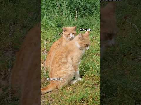 Is the internet right about orange cats? 🐈🤔 #NationalGeographic