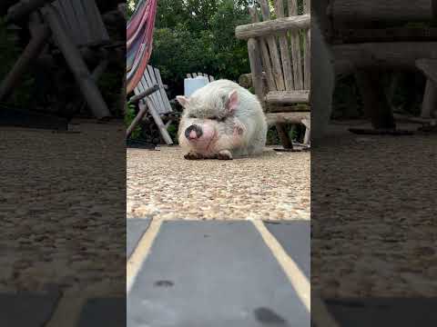 #smcfritters getting his day off to a good start. #goodmorning #pigsofyoutube