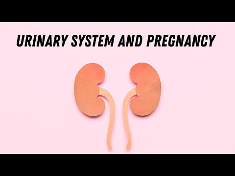 Urinary system and pregnancy #doctorberezovska #olenaberezovska #urinarysystem #pregnancy