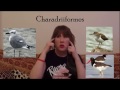 Bird Orders and Taxonomy Concepts