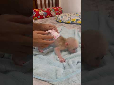 Monkey Icy let mom wearing diaper for her #adorablebaby #babymonkey #littlemonkey #monkey #cute