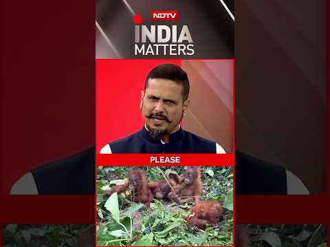 5 Baby Orangutans Found In Odisha, Wildlife Trafficking Suspected
