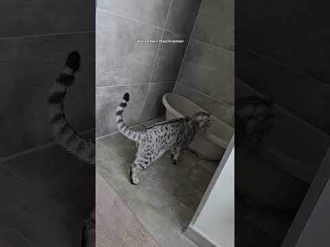 Cosmo und die Badewanne