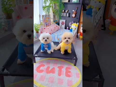 Cute dog. #shortsshorts #viralshort #viralvideo #funydog1010 #poodle #usadogs #cutepuppy #funny #dog