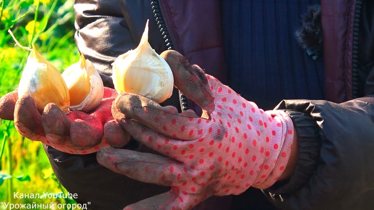 Это самая лучшая посадка чеснока осенью