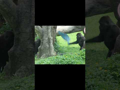 gorilla want cloth 🤣 #gorillatag #taipeizoo #金剛猩猩 #台北市立動物園 #zoo #funny サムネイル