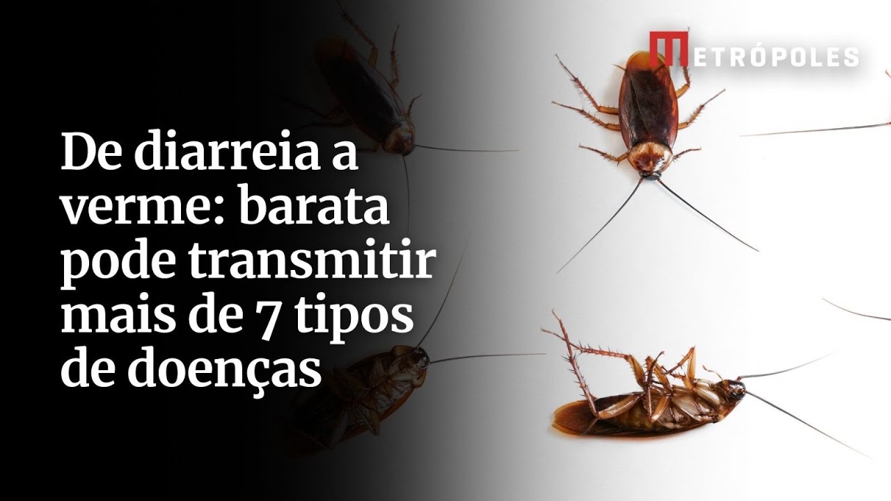 De diarreia a verme barata pode transmitir mais de 7 tipos de doenças