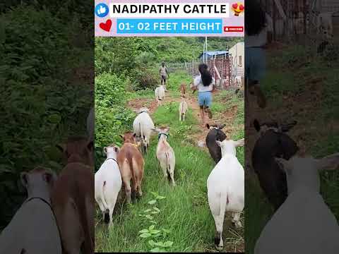 Shortest Nadipathy cows😍#shorts #viral #yt #miniature #reels #tiktok #cute #cow #trend #srikrishna