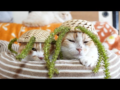 猫の動画サムネイル - 胡桃の花　のせ猫 Walnut flower　2024　250604