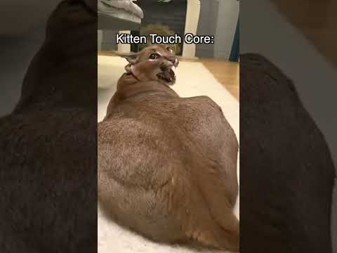 Kitten Touch Core! Da Vinnki Twins Tiktok!