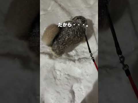 ㊗️100万回再生 柴犬を飼う前に知っておきたいこと。#柴犬
