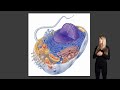 Exploring Cell Organelles for Science Students