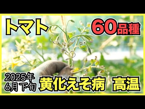 【家庭菜園】トマト類60品種の黄化えそ病の疑いと芯止まり、高温の影響【2025年6月下旬】