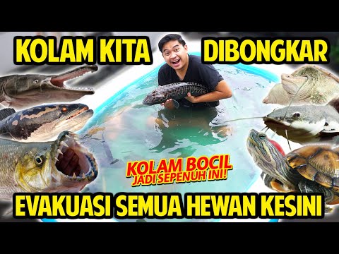 KOLAM DIBONGKAR! TERPAKSA SEMUA HEWAN DIEVAKUASI KE KOLAM BOCIL INI! SEMAKIN BESAR MAKHLUK KOLAM!