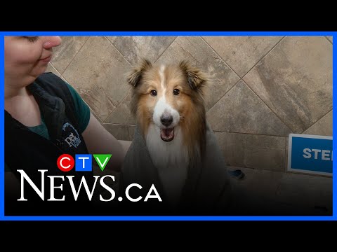 Getting your pet summer ready