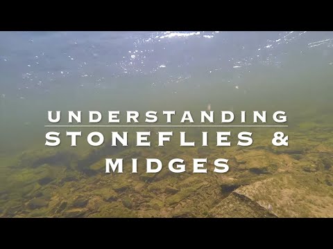 Understanding Stoneflies and Midges