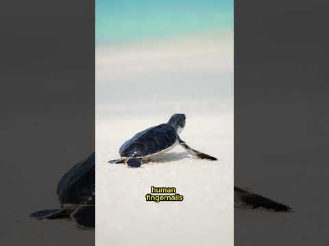 Can TURTLES feel THROUGH their SHELLS?! 🤯🤯🐢 #shorts #animals #animalfacts