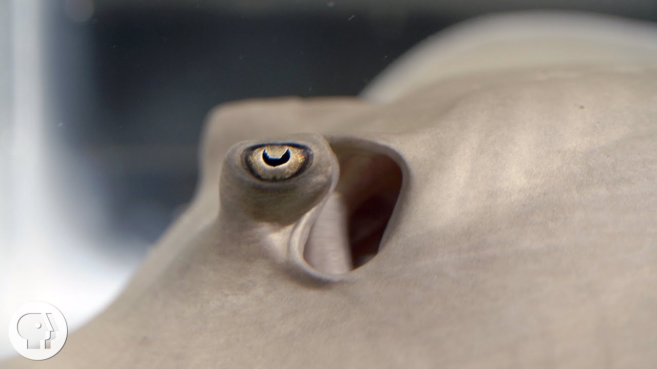How Do Sharks and Rays Use Electricity to Find Hidden Prey?