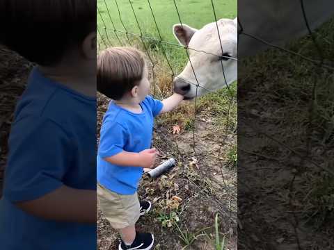 Funny cows🐮🤣 #funny #funnypets #cow