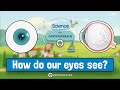 Understanding How Our Eyes Work