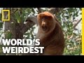 Proboscis Monkey Behavior and Adaptations