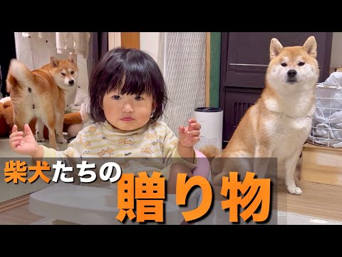 結婚記念日に柴犬たちから貰ったプレゼントと、日頃の感謝の気持ち