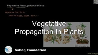 Vegetative Propagation in Plants