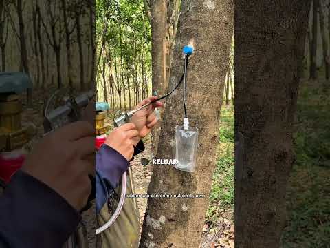 Beginilah majunya pertanian karet di thailand #pertaniankaret #gardening