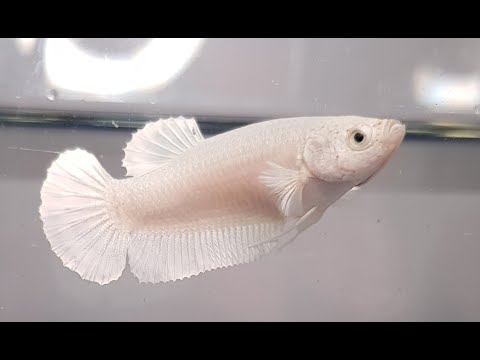 Platinum White HMPK Betta Female (HTI#014) (HopToIt2022)