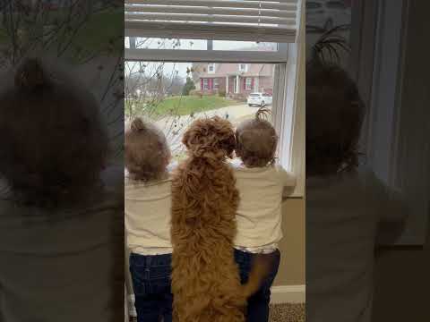 Dog and Toddlers Wait for Brother at Windowโค๏ธ