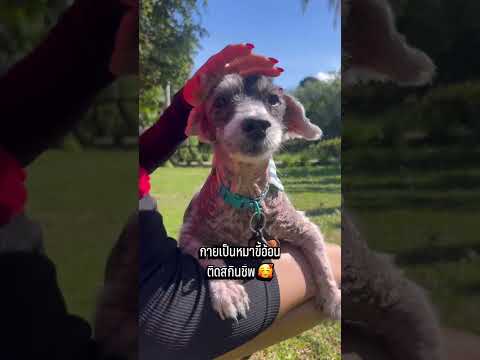 จากหมาดุมอมเเมมสู่หมาน่ารักติดสกินชิพ❤️🐶