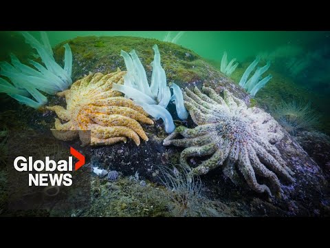YouTube video thumbnail: Mystery of a Gruesome Disease Killing Billions of Sea Stars Solved by Canadian Researchers