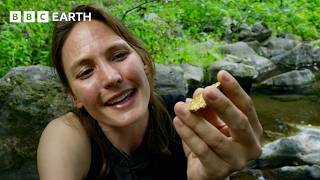 Thumbnail for the video "Gold’s Journey on Earth | BBC Earth Science" from BBC Earth Science