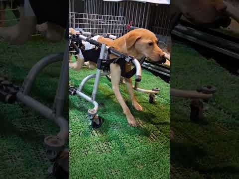 老蘇愛心天使團救助安養的車禍癱瘓犬 大黃 只有一隻前腳正常，其他三條腿都癱瘓，雖然經常坐輪椅復健，但是大黃只靠一隻腳走起路來非常辛苦費力，反而在床位裡左轉右跳動作非常靈活