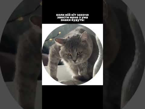 Ось і знаки пішли 😂 #котики #життя #shorts